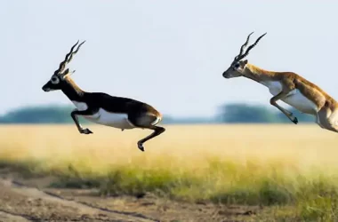 Rehekuri-Wildlife-Sanctuary