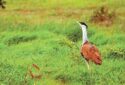 The Great Indian Bustard -Maldhok Bird Sanctuary
